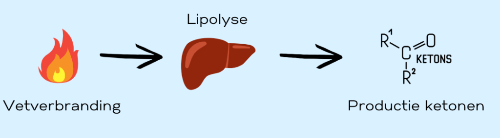 Het proces van vetverbranding in de lever naar productie van ketonen