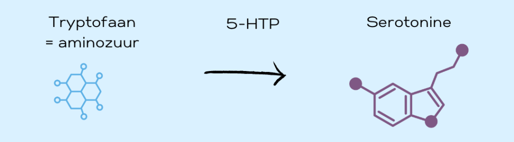 De omzetting van tryptofaan naar 5-HTP naar serotonine