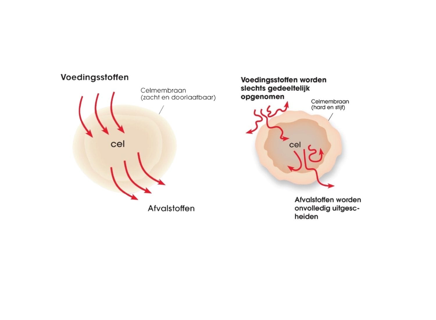 Voorbeeld van een cel en functie van de celwand