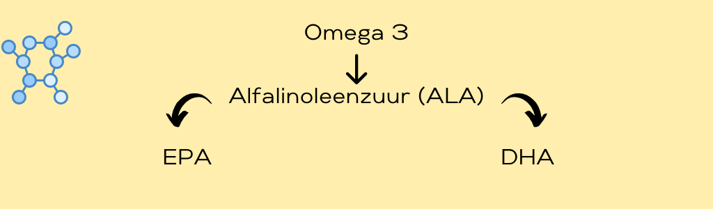 De omzetting van ALA naar EPA en DHA, beide een omega 3 vetzuur